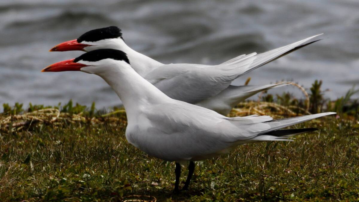 UNUSUAL: A pair of Caspian terns at Lake Wendouree is uncommon with visits by these birds often short and sweet. Picture: Ed Dunens.