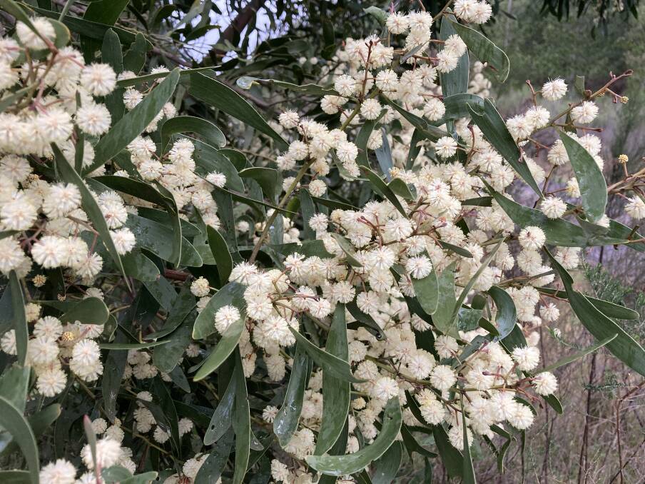 GLORIOUS: Blackwoods have reached peak flowering in recent weeks with a display more impressive and prolific than previous seasons.