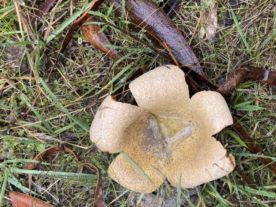 STRANGE: The basal part of an earth-star fungus.