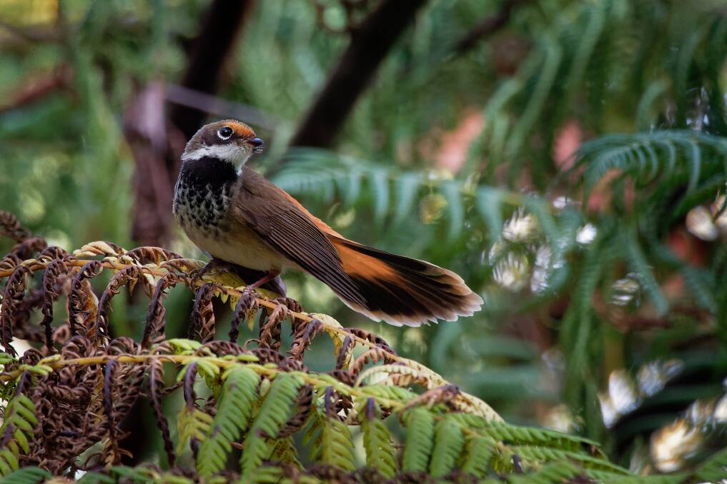 TOURIST: The beautiful and bold rufous fantail tantalises visitors to the Wombat Forest each summer with its flashes of vivid orange.