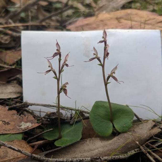LITTLE BEAUTY: Small mosquito-orchids are currently in bloom around the region. They can be seen in winter in colonies locally with delicate pink flowers and heart-shaped leaves. Picture: Ian Brown