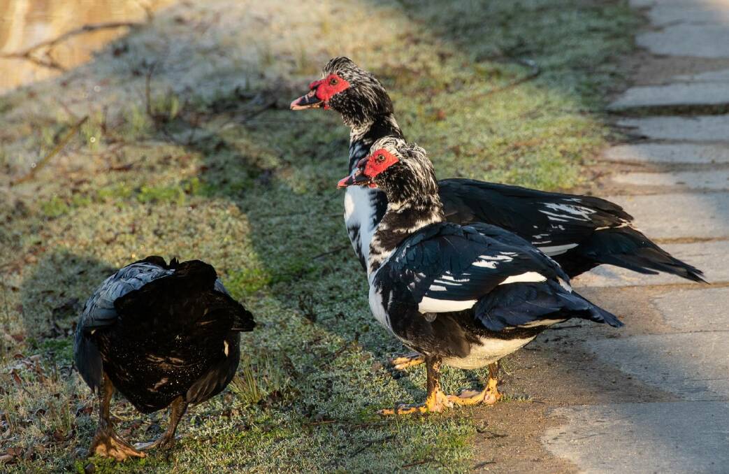 LOCAL: Despite their exotic name these Muscovy are domestic ducks.