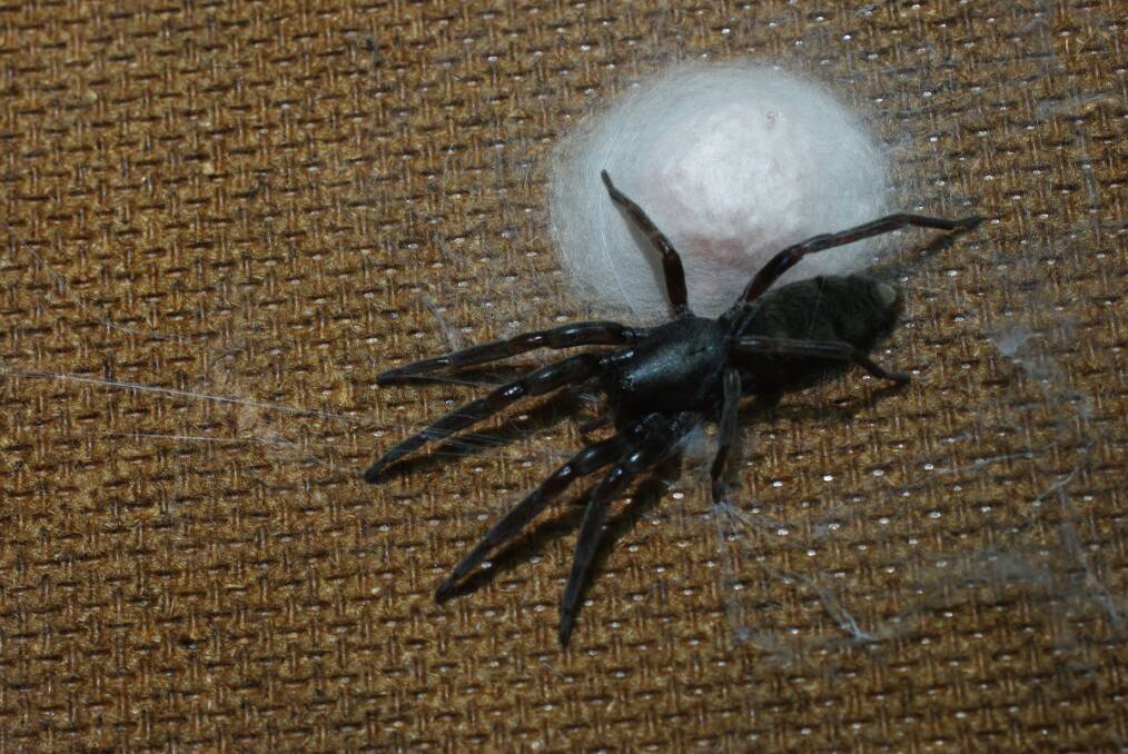 MALIGNED: A white-tailed spider with its egg sac and a bad reputation. 