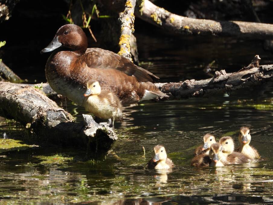 LATE BLOOMER: A family of hardhead ducks observed recently at Lake Wendouree. These birds rarely nest in the region and local broods have hatched significantly later than many other ducks species. Picture: Jeffrey Crawley