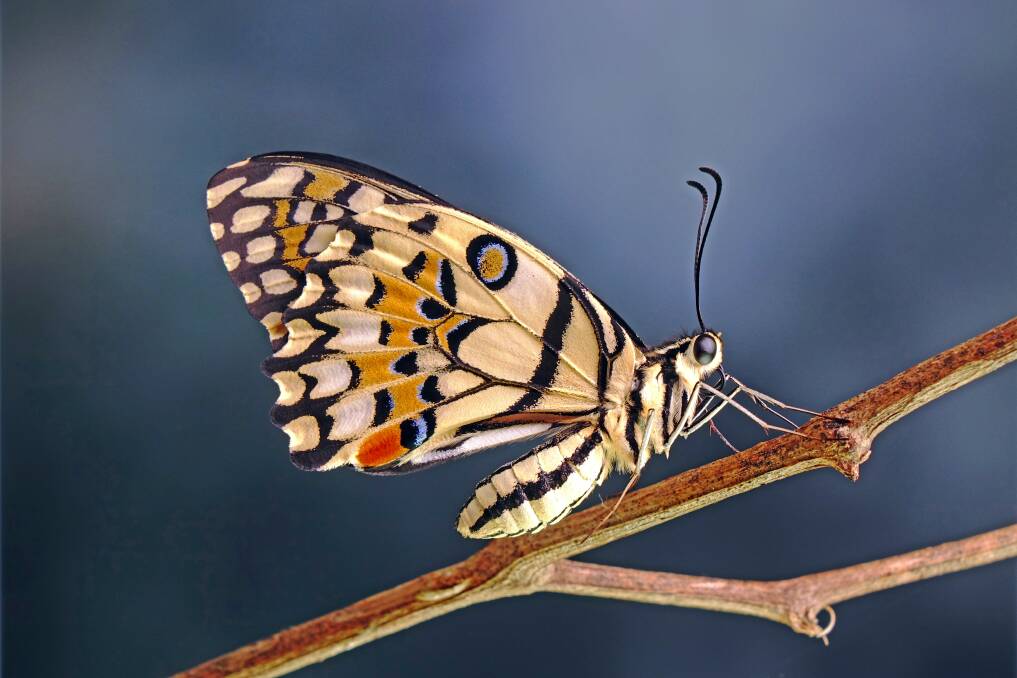 TAPESTRY: The chequered swallowtail is a beautifully-patterned butterfly and a rare visitor to the Lake Wendouree area.