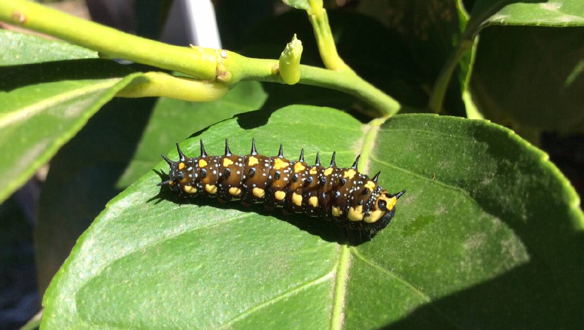 BIG CHANGE: This little caterpillar has a beautiful destiny ahead.