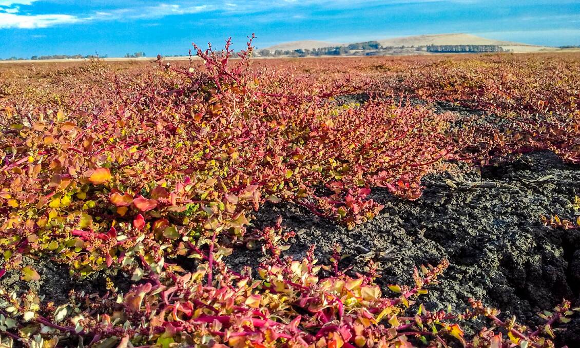COLOURFUL: Glaucous goosefoot is currently covering much of the Lake Learmonth lakebed now that the water has receded. Picture: Fon Ryan