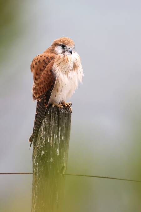 NUMBERS UP: At present nankeen kestral numbers are up.
