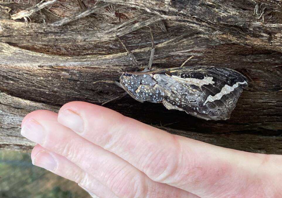 INTERESTING: A bardi ghost moth that was spotted in Nerrina recently.