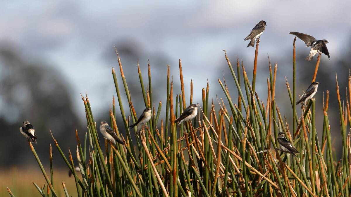 PREPARING FOR FLIGHT: Tree martins gathering in reeds at Lake Wendouree will soon make the long journey northwards over the Great Dividing Range and much further afield. Picture: Ed Dunens