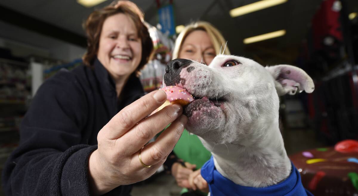 TREAT: Blossom the staffy tastes a cupcake for RSPCA Cupcake Day with shelter supervisor Claire Cooper and Pets Place assistant manager Lyn Zboril. Picture: Luka Kauzlaric. 