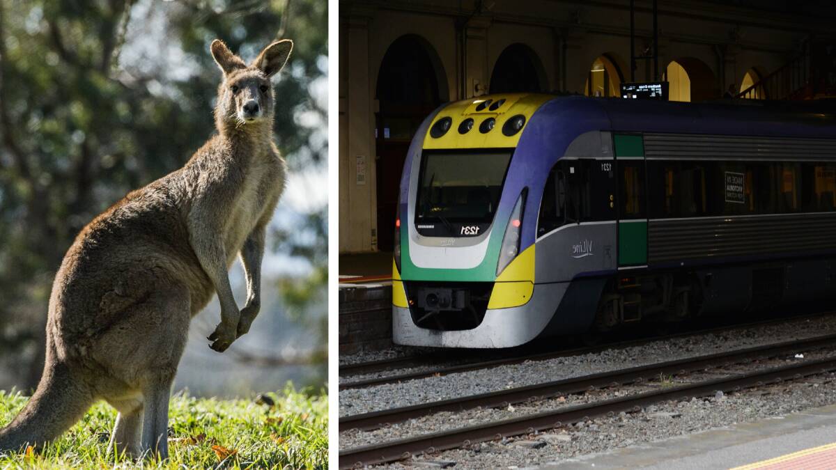 Ballarat trains delayed this morning after striking kangaroo