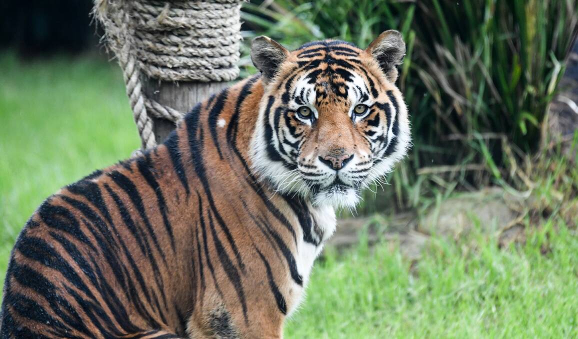 A similar Sumatran Tiger from the Symbio Zoo in New South Wales.