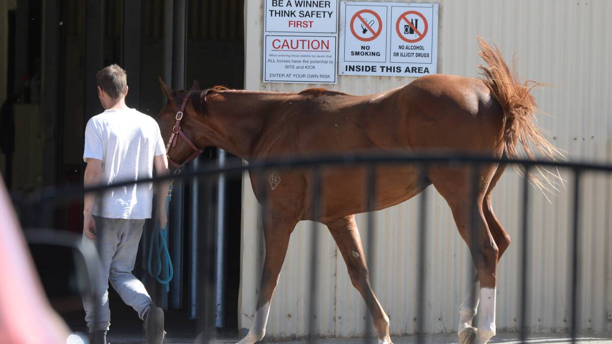 BUSINESS AS USUAL: Staff continued to attend to horses as the raid was going on at Darren Weir's Miners Rest stable. Picture: Kate Healy