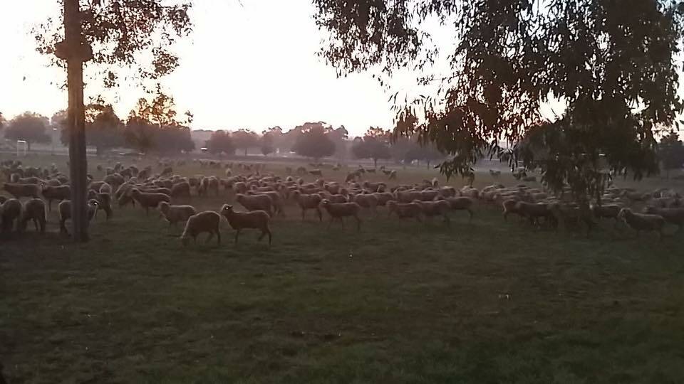 The sheep loose at the Pleasant Street soccer reserve this morning. Photo: Ben Taylor.
