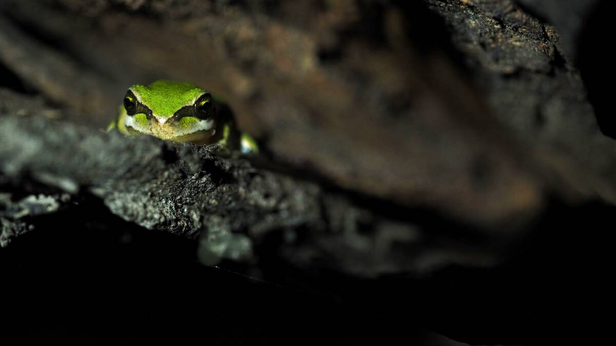 Nocturnal southern brown tree frog.