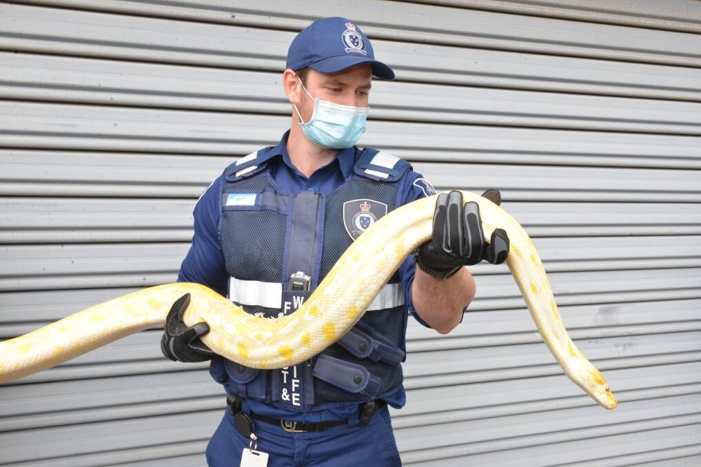 The 2.75m python would pose a huge threat to native animals.