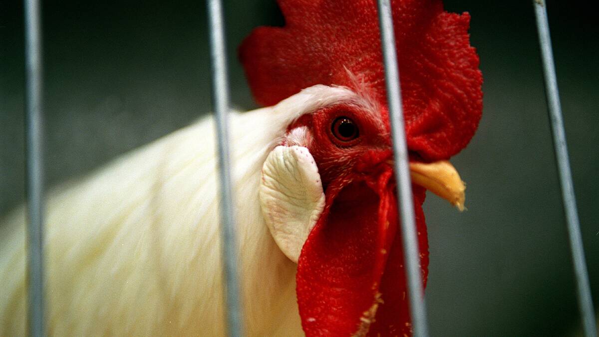 'Toughen up, princesses': Rooster ban petition causes a stink
