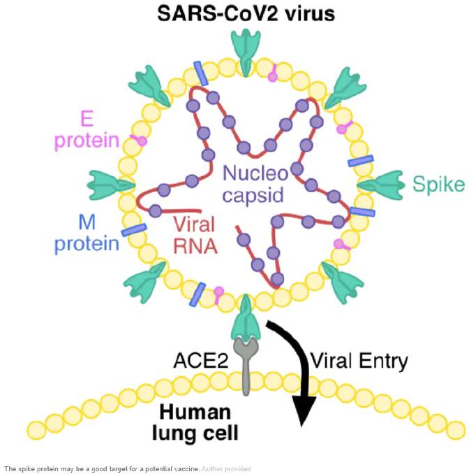 Where are we at with developing a vaccine for coronavirus?