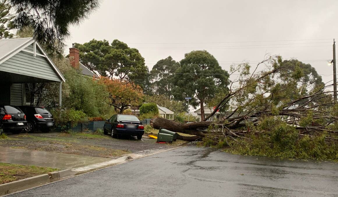 This large tree fell across the road in Dunn Street, Golden Point just after 7.30am.