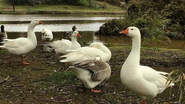 BIRDWATCHING: Council to vote on rehoming the geese at Daylesford Lake. Photo: Instagram / the_travelling_hoff