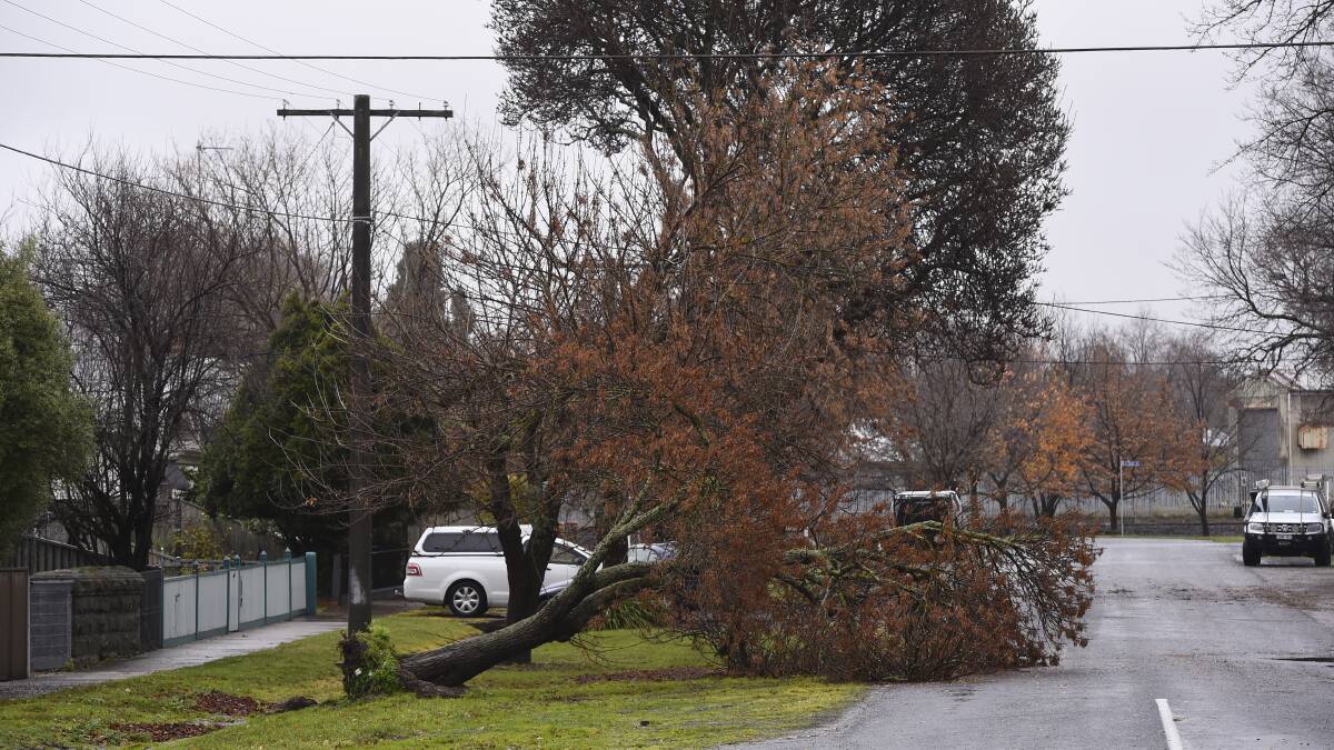 A tree down on Brougham Street, Soldiers Hill this morning.