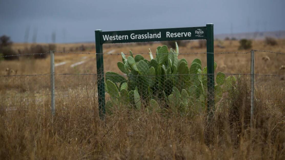 Part of the grassland reserve created from 2009 but never completed as promised. Photo: Paul Jeffers.