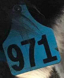The marking tags worn by the calves.