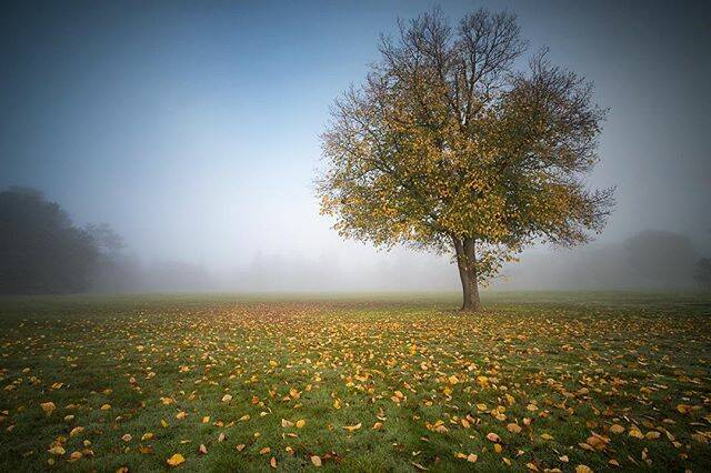 PIC OF THE DAY: @jesshintonaus "It's been awhile! Final med exams are looming, so I haven't had time to get out and shoot. All the heavily foggy, freezing mornings in Ballarat have been tempting me though, and I finally got some stunning autumn colours in the fog with this one :)"