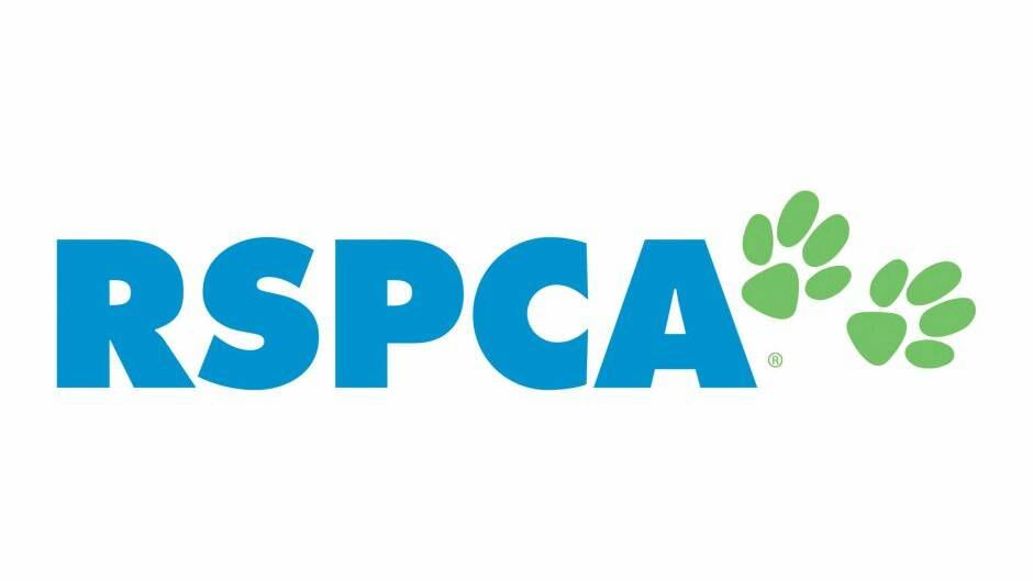 RSPCA seizes underfed horses; forced to put one down