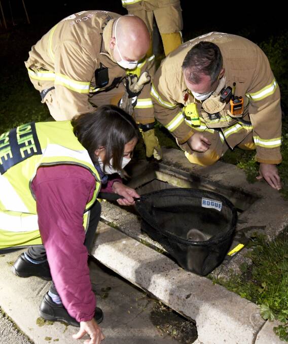 HAPPY ENDING: Four baby cygnets have been rescued after they fell into a drain near the Ballarat Yacht Club at Lake Wendouree on Tuesday night. Picture: Lachlan Bence.