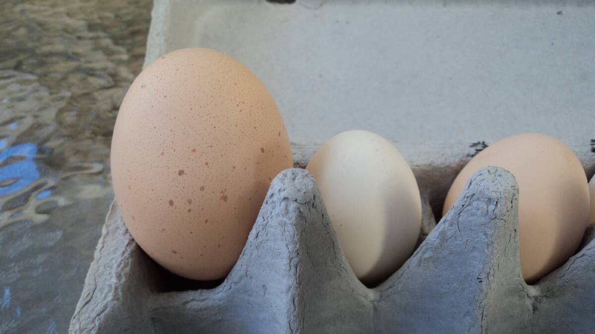The whopping 110g egg dwarfs other ones laid in the same chicken coop.