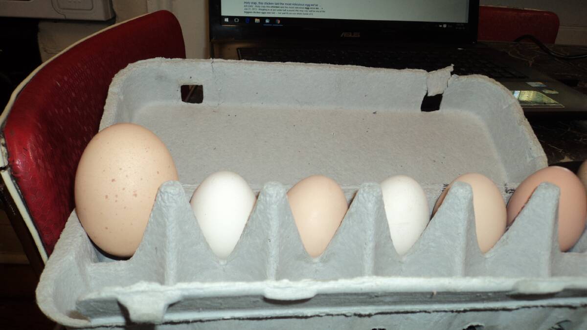 The giant 110g egg doesn't even fit in an egg container, pictured here next to its 55g counterparts.