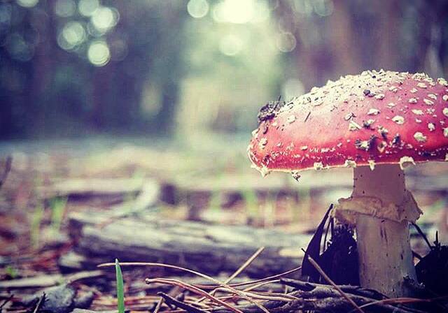 PIC OF THE DAY: @doobididoo "#mushroom #lallalfalls #flyagaric #forrest #autumn #ballarat #explore"