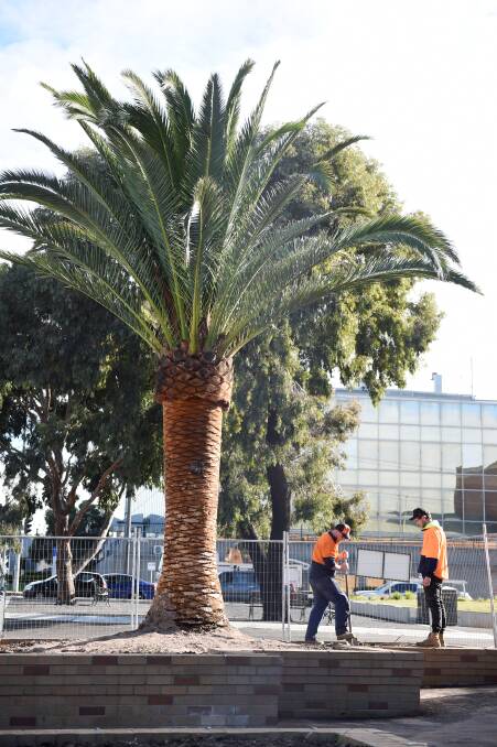 The new palm trees out the front of Civic Hall. Photo: Kate Healy.