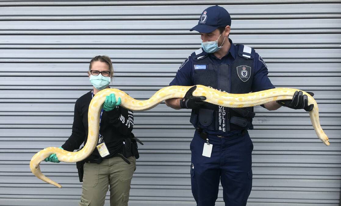 Officers handling the python after it was seized on Thursday.