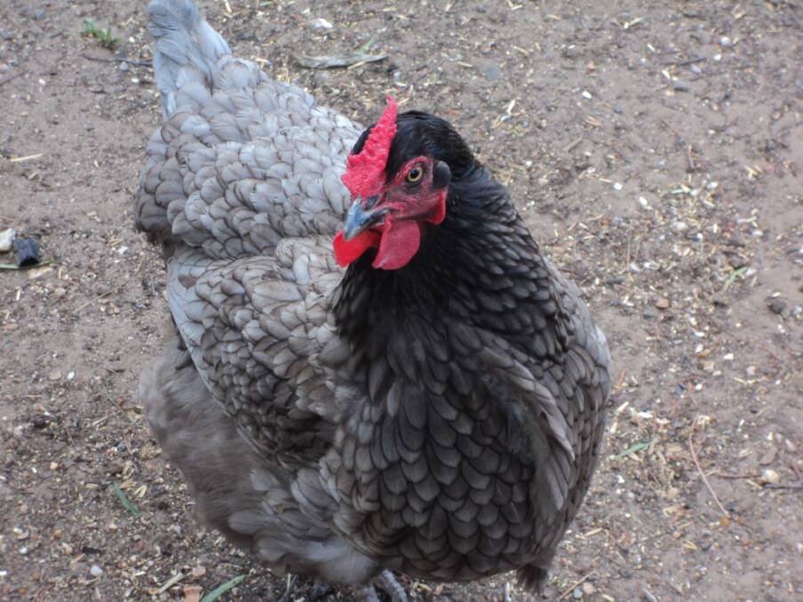 Three-year-old Blue Bell - the hen responsible for the deposit.
