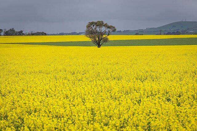 PHOTO OF THE DAY: @susymphotography "Took a trip to Ballarat, Victoria with some friends @kozmik29 @geary76 today to photograph the beautiful Canola Fields which are all around Melbourne at the moment this Spring. #canola #canolafields #springtime #ballarat #victoria #australia #lonetree #canon #6d #yellow #spring #tree #visitballarat #loveballarat"