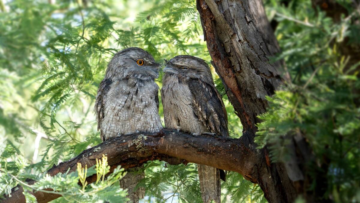 Nocturnal Tawny Frogmouths resting at Lake Wendouree during the day and waiting for nightfall.