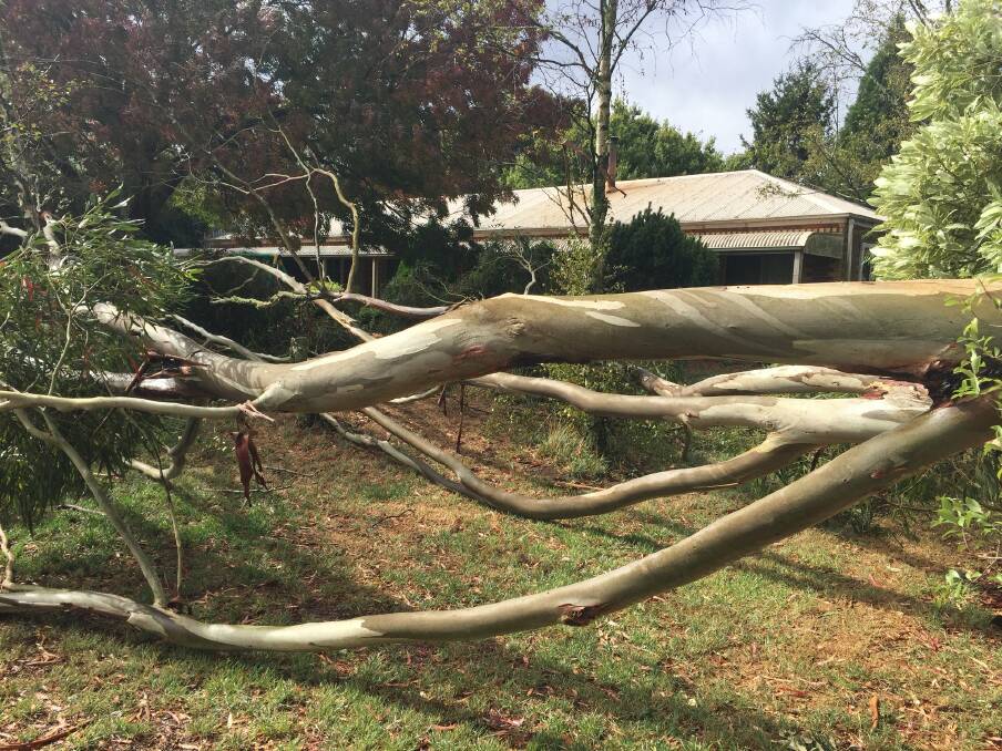 This tree came down in Warrenheip. Photo: Darren Card.