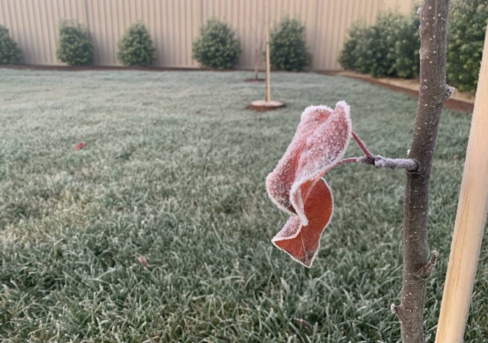 An icy backyard in Delacombe this morning. Photo: Pat Nolan.