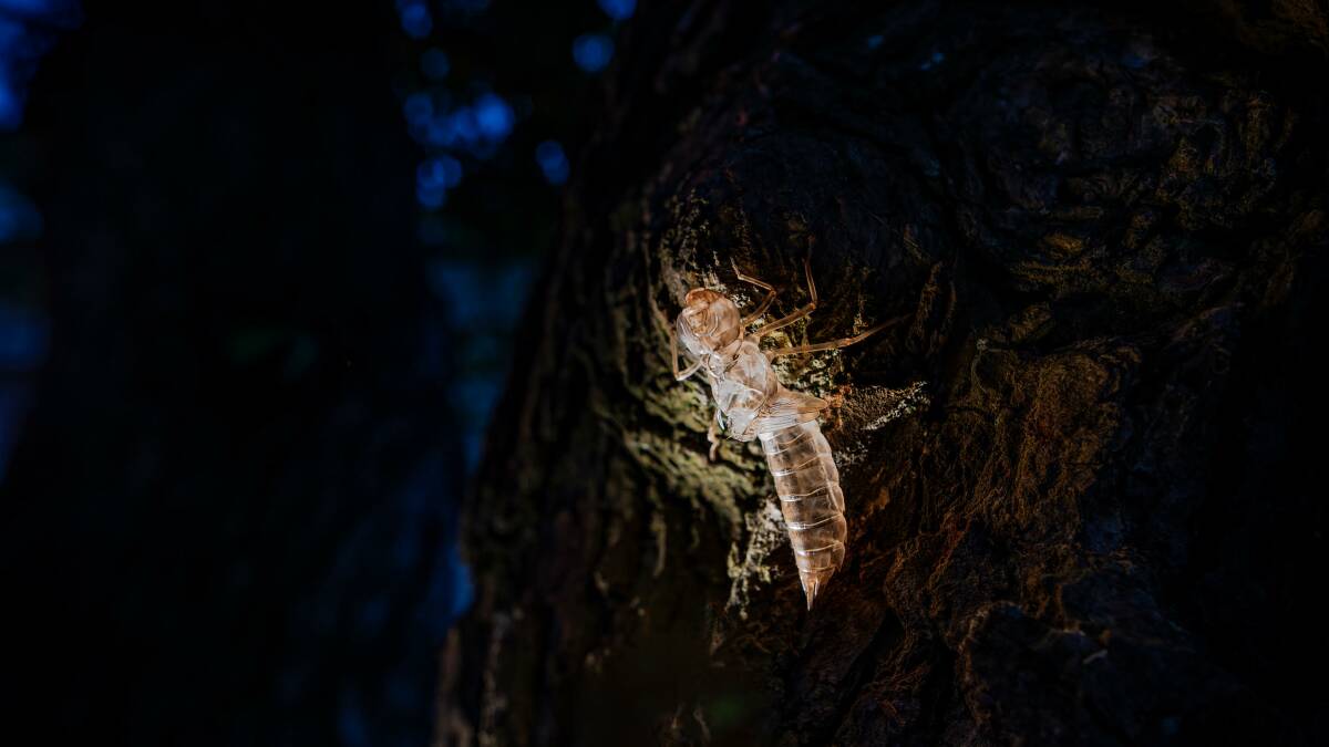 A beautiful Dragonfly emerges from its former mudeye case, Lake Wendouree