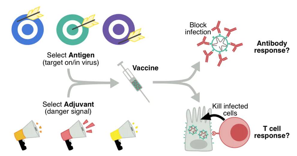 The basic components of a vaccine include the adjuvant and the antigen. Author provided.