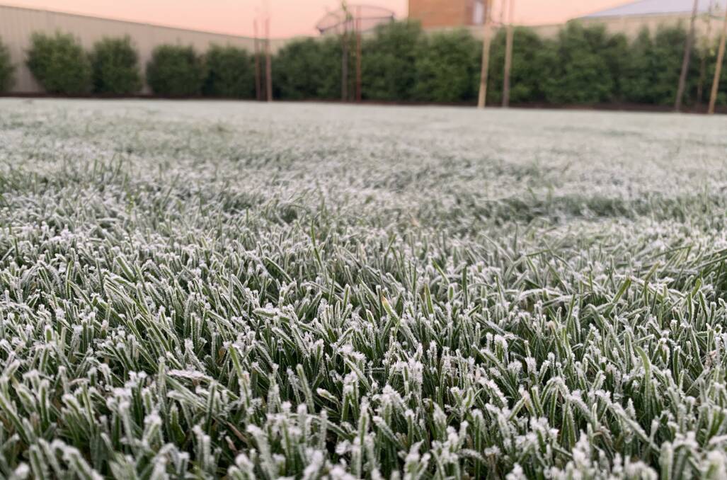 It was a frosty start to the morning in this Delacombe backyard this morning.