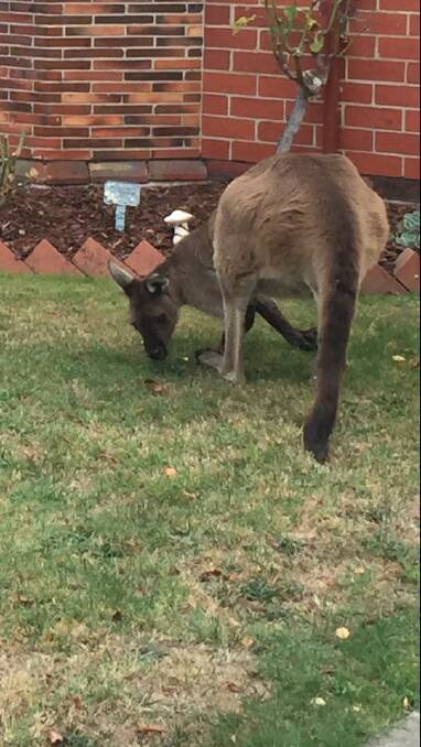 Escaped kangaroos in Ballarat East this morning.