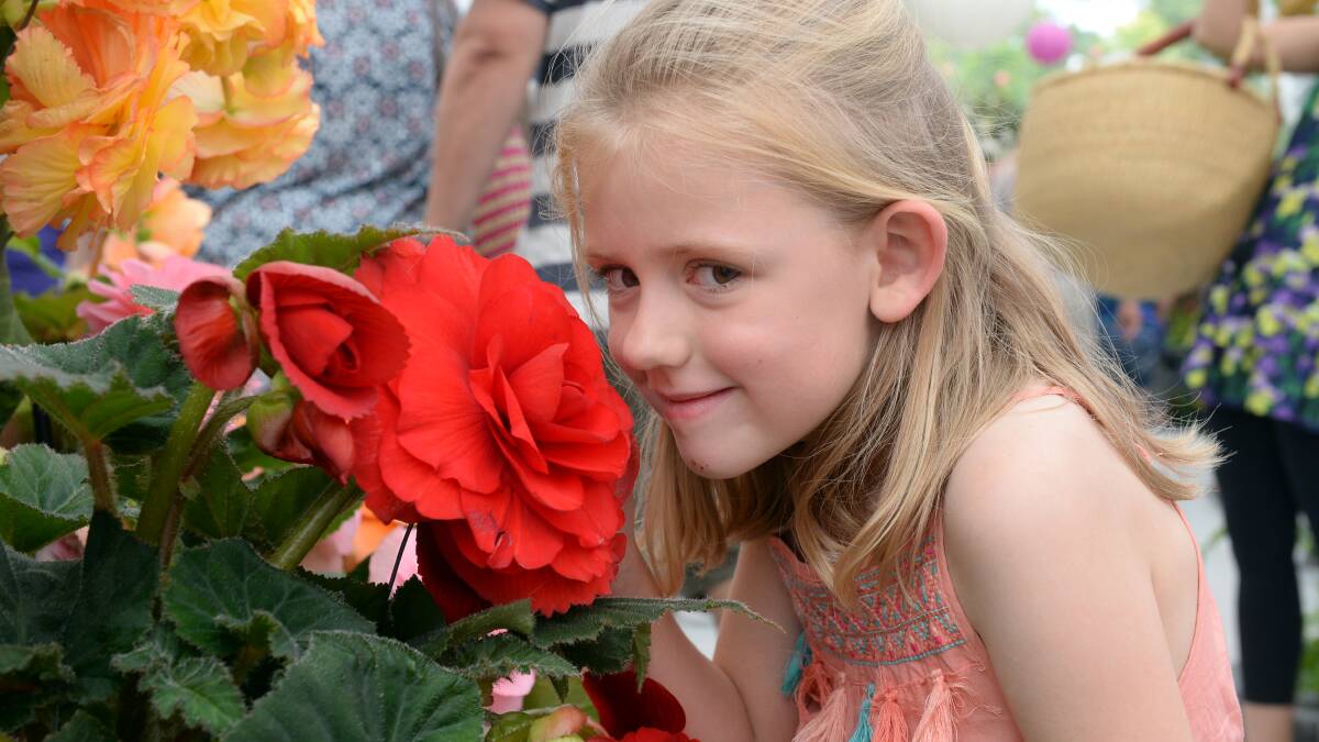 Bloomin’ beauty of a day at Begonia Festival | Gallery, video