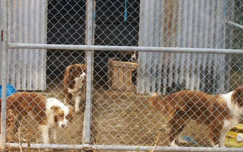 This puppy farm near Charlton was closed down after a successful Loddon Shire prosecution, but later re-opened elsewhere in the shire.