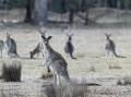 ROO WATCH: Animal activists claim retailers are is illegally selling kangaroo-sourced soccer cleats to consumers.