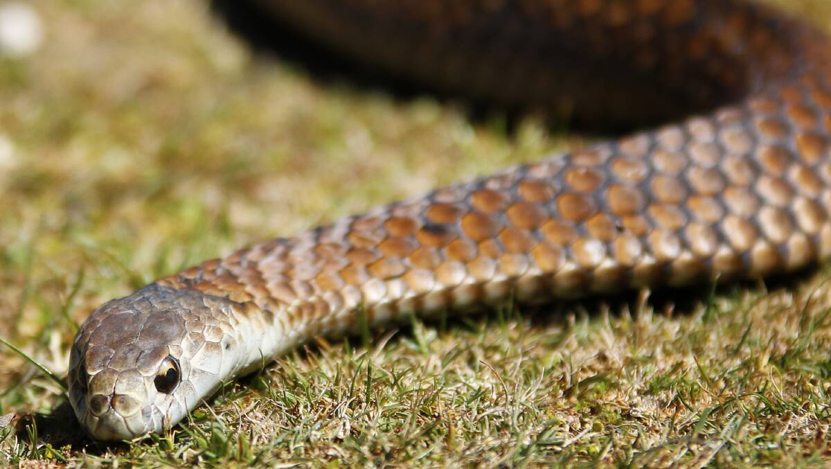A copperhead snake at the Ballarat Wildlife Park. The species is the most common venomous snake found in Ballarat. File picture by Dylan Burns. 