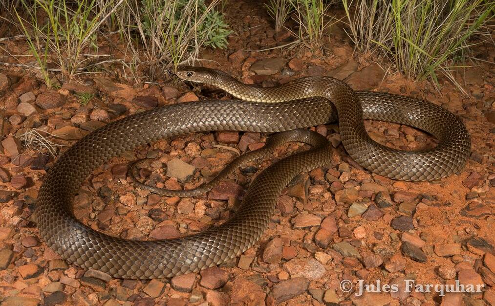 The Eastern Brown Snake, found in the slightly drier area of the region and north of the divide. Picture by Jules Farquhar. 